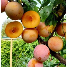Гибрид абрикоса, сливы и персика Шарафуга жёлтая №4